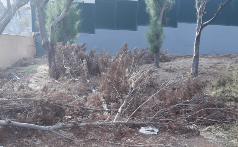 Imagen del bosquete de Los Alisios (Foto TA)